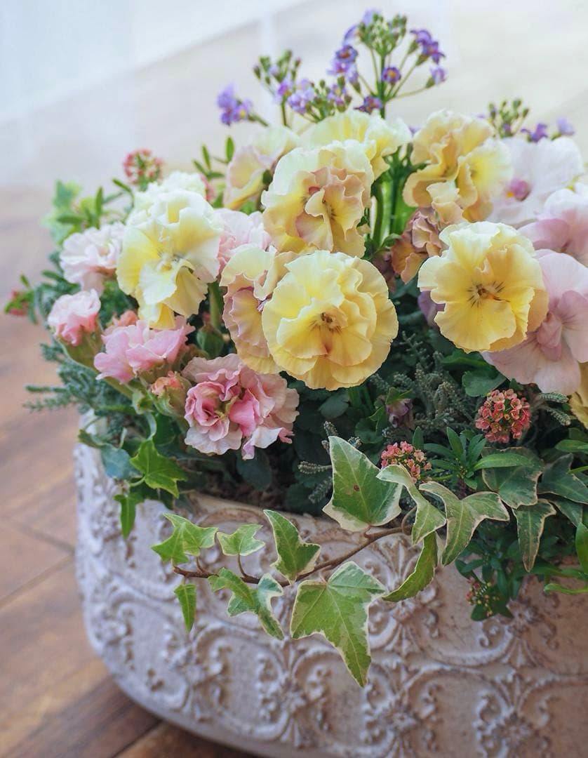 アチュードのキュートで可憐な寄せ植え
