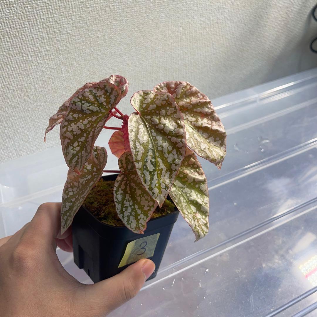 3 Begonia  Capped pink ベゴニア スノーキャップド