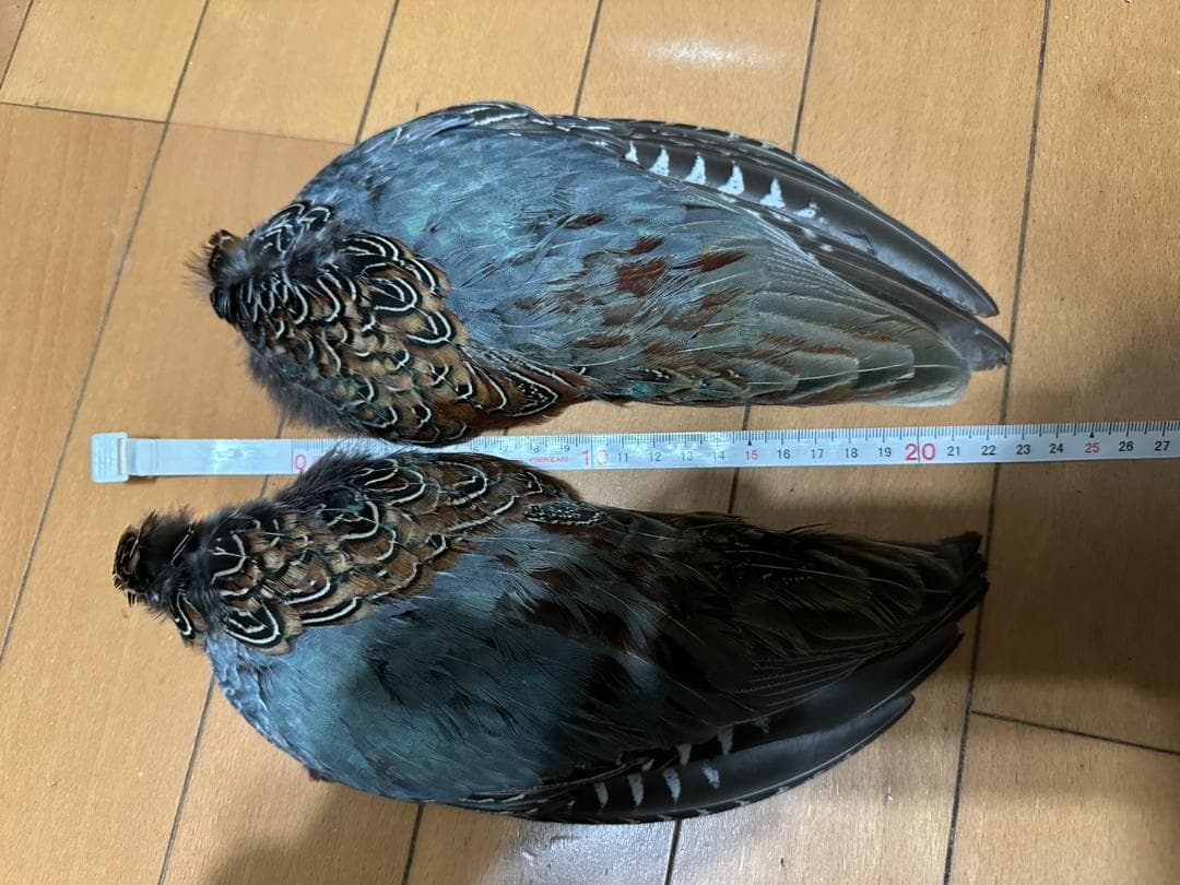捕獲した雉の尾羽、羽セットで　②