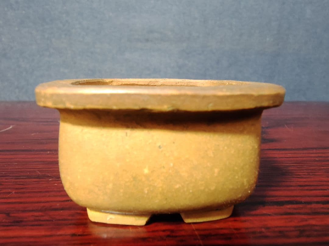 盆栽小鉢　　【和雀】　　希少品　　早い者勝ち