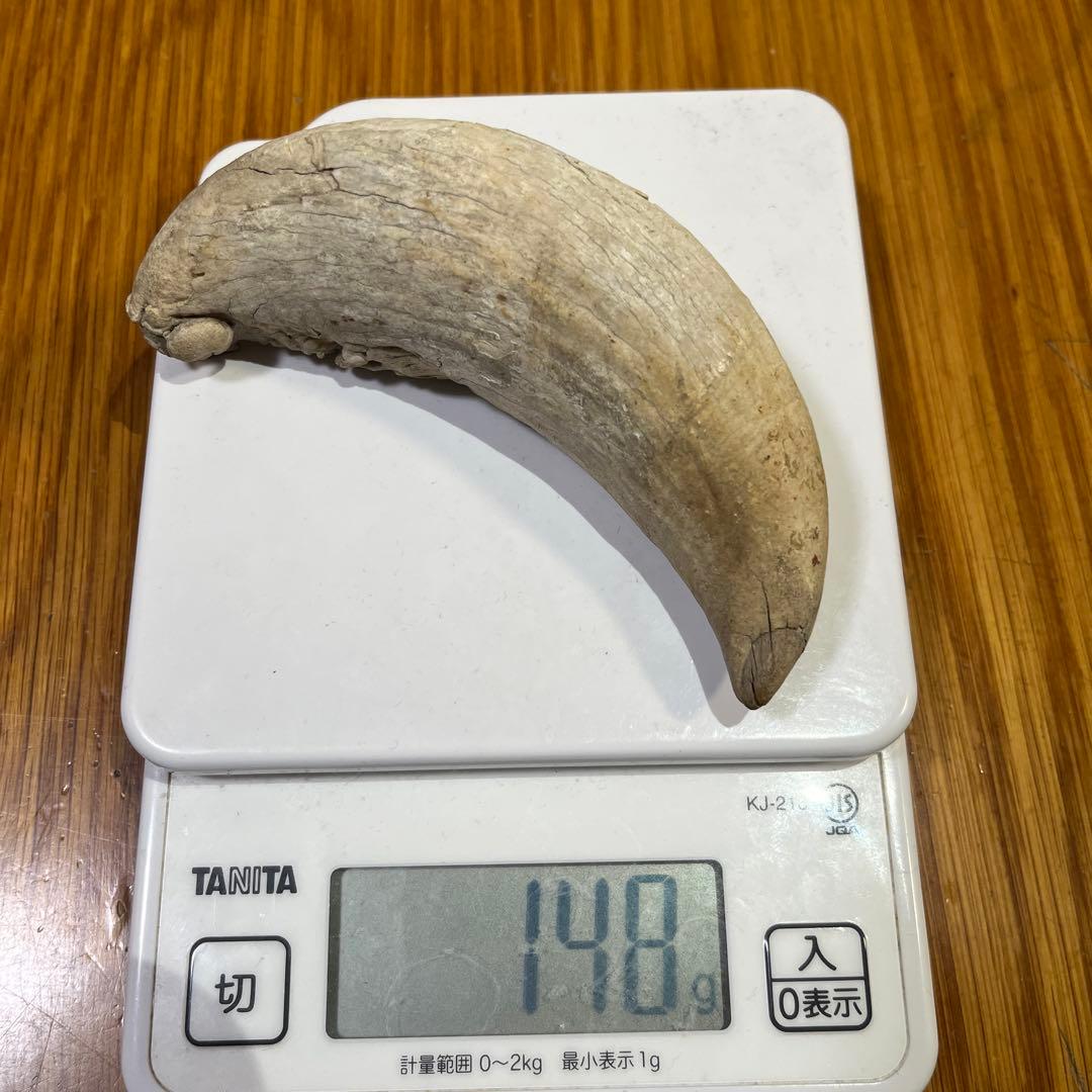 マッコウクジラの歯 約10cm 148.9g