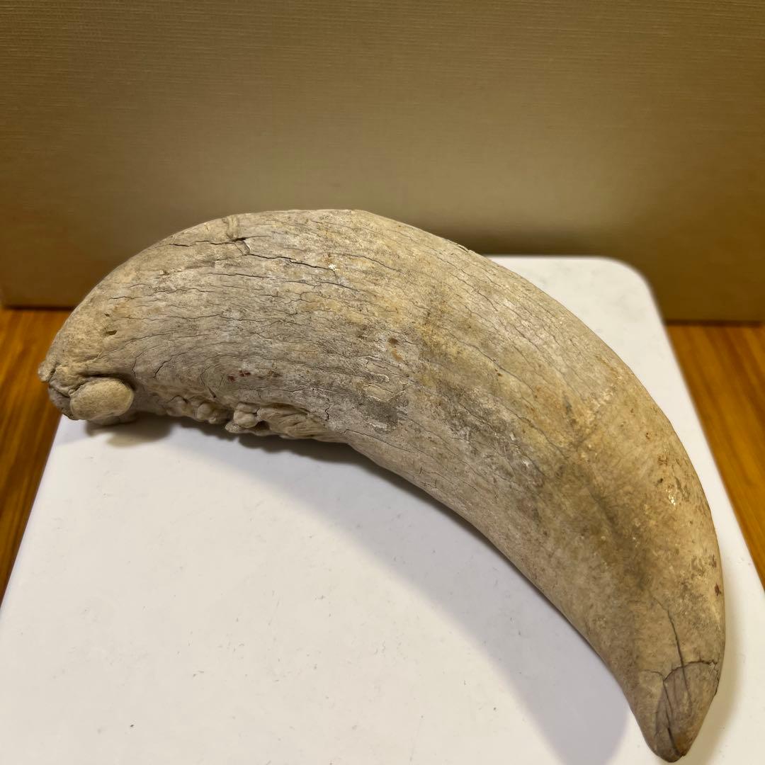マッコウクジラの歯 約10cm 148.9g