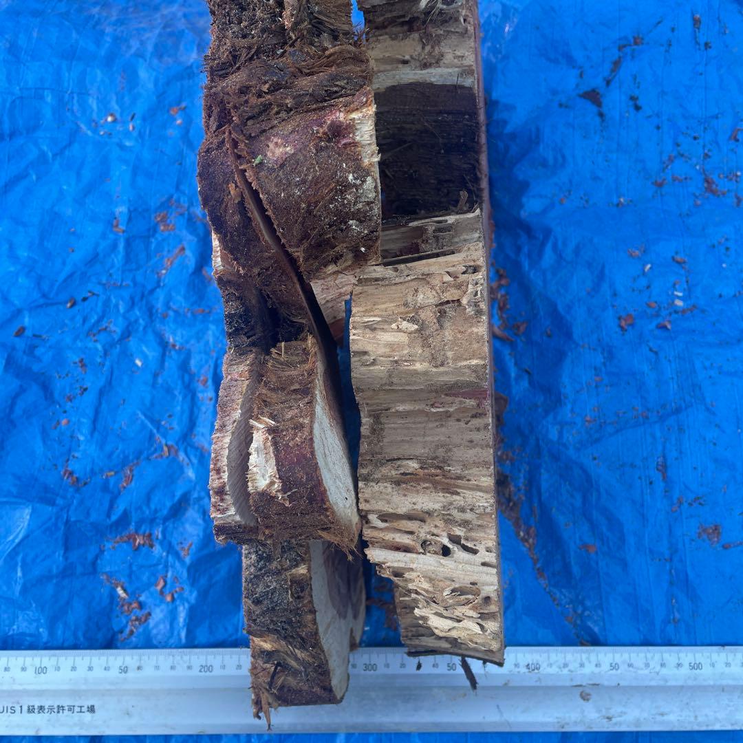 香りの良いこの作品！超希少貝塚伊吹長さ最大73cm最小60cm厚さ約13cm