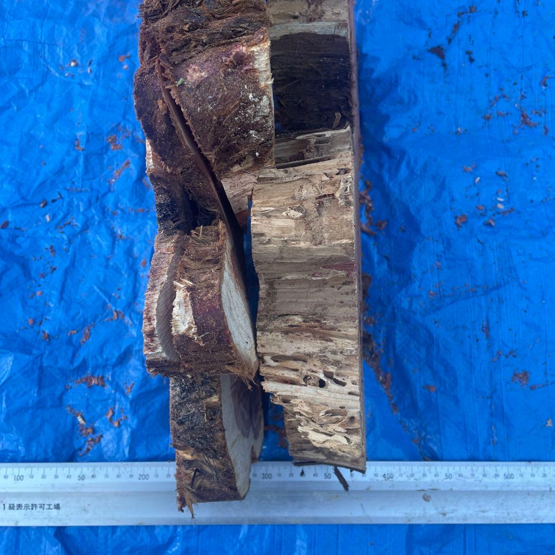 香りの良いこの作品！超希少貝塚伊吹長さ最大73cm最小60cm厚さ約13cm