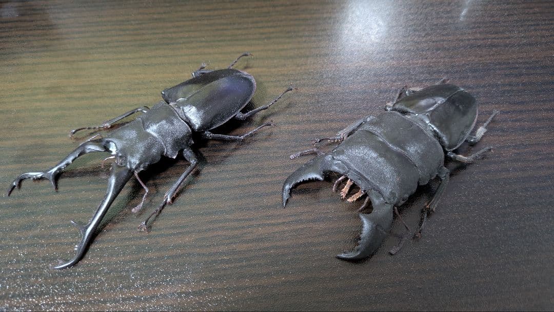 昆虫　フィギュア　涅槃　オオヒラタクワガタ　ギラファノコギリクワガタ