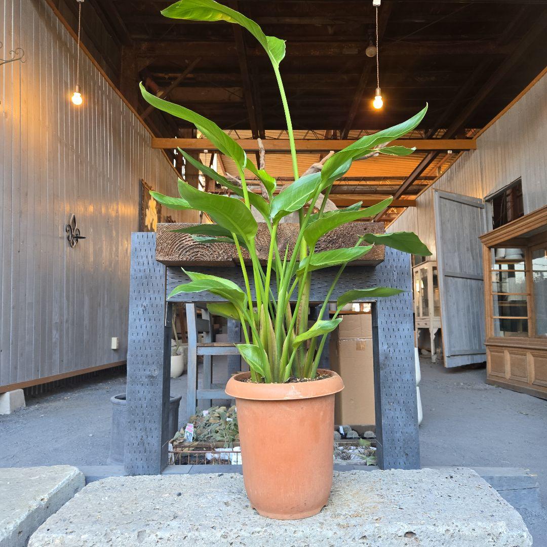 ③　ストレリチアオーガスタ　8号４株植え特大苗木最高等級極上品‼️