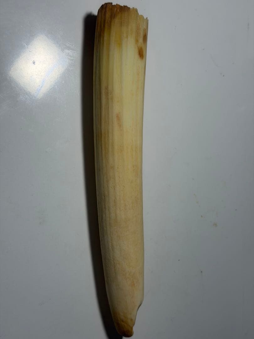 カバ牙　河馬牙　印材　彫刻材　送料無料